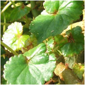 begonia johnstonii